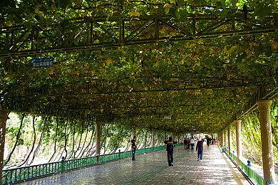 英雄联盟剑指亚洲之巅活动怎么玩？LOL玉剑传说舞龙卫皮肤获取方法